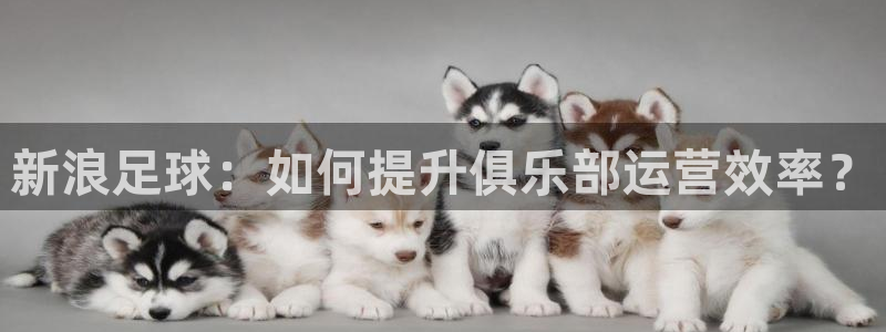 新浪足球：如何提升俱乐部运营效率？