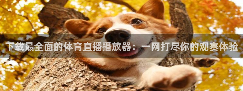 下载最全面的体育直播播放器：一网打尽你的观赛体验