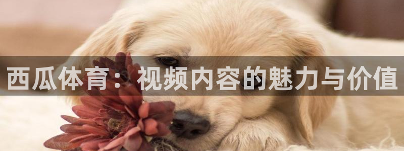 西瓜体育：视频内容的魅力与价值