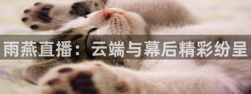 雨燕直播：云端与幕后精彩纷呈