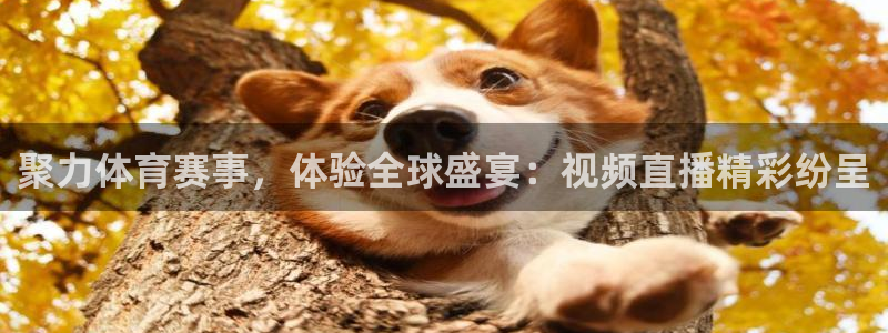 聚力体育赛事，体验全球盛宴：视频直播精彩纷呈
