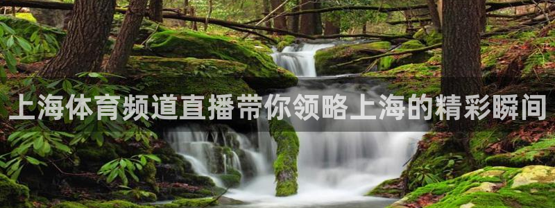 上海体育频道直播带你领略上海的精彩瞬间