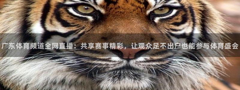 广东体育频道全网直播：共享赛事精彩，让观众足不出户也能参与体育盛会